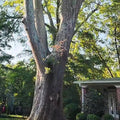 Massive, mature tree with a thick, split trunk towering over the porch of a brick house, representing a situation needing emergency tree removal services.