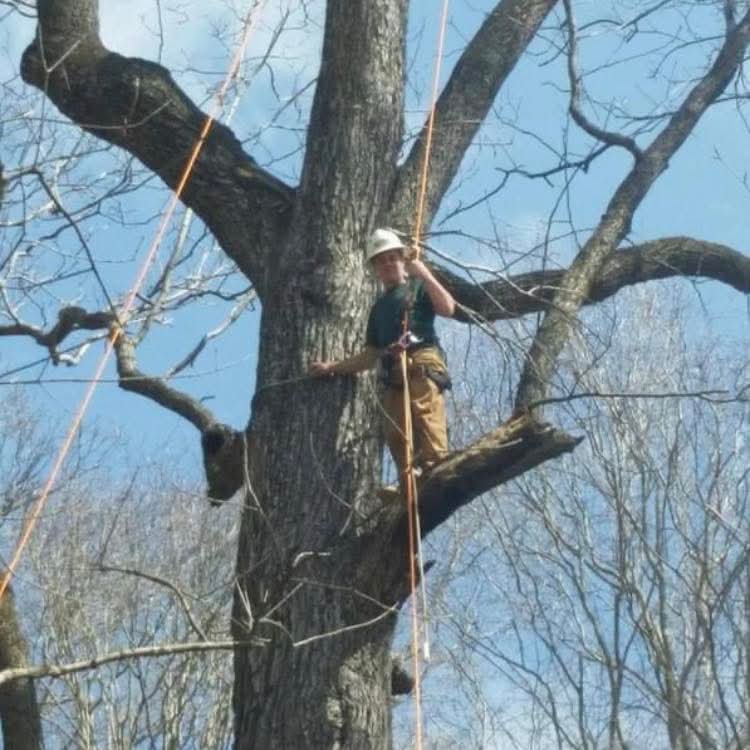 Professional arborist Chasen with Cherrywood Tree Service performing expert tree climbing and maintenance services.
