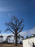 The results of heavy tree trimming and pruning are visible on a large mature tree, showing bare branches against a clear blue sky next to a white building and power lines.